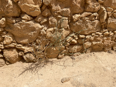 Ochradenus baccatus, photograph (c) Jared Lincenberg, some rights reserved (CC BY)