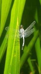 Erythrodiplax andagoya