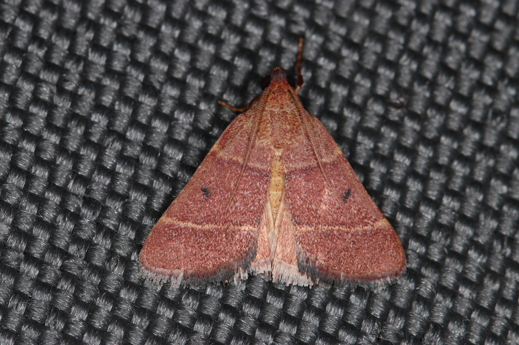 Stemmatophora perrubralis