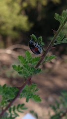 Megalostomis pyropyga