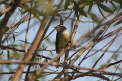 Serpophaga griseicapilla