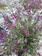 Chamaenerion fleischeri