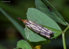 Chrysocramboides craterella