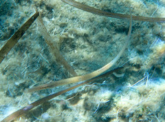 Syngnathus typhle