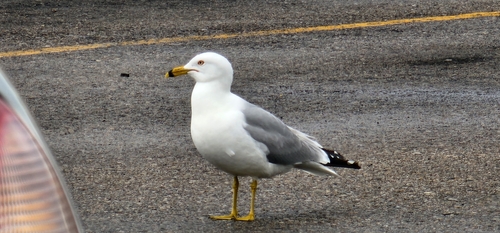 Ring-billed Gull photographed in Idaho