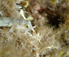 Microlipophrys dalmatinus