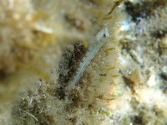 Microlipophrys dalmatinus