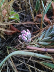 Chloropyron maritimum palustre