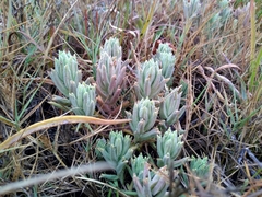 Chloropyron maritimum palustre