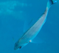 Spondyliosoma cantharus