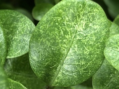 Eurytetranychus buxi