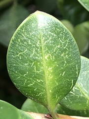 Eurytetranychus buxi