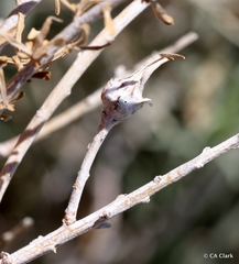 Gnorimoschema octomaculella