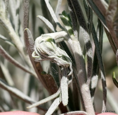 Gnorimoschema octomaculella