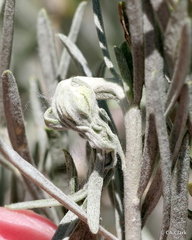 Gnorimoschema octomaculella