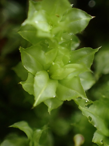 Image of Plagiomnium venustum by (c) W Rao, some rights reserved (CC BY)