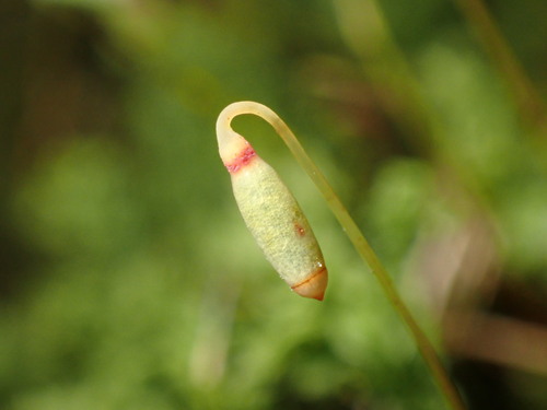 Image of Plagiomnium venustum by (c) W Rao, some rights reserved (CC BY)