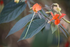 Helicteres brevispira