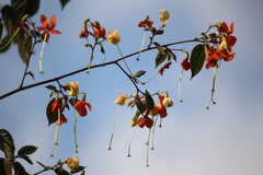 Helicteres brevispira