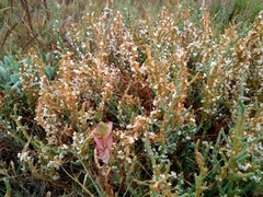 Cuscuta pacifica pacifica