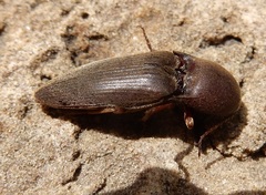 Diplostethus