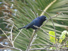 Molothrus bonariensis