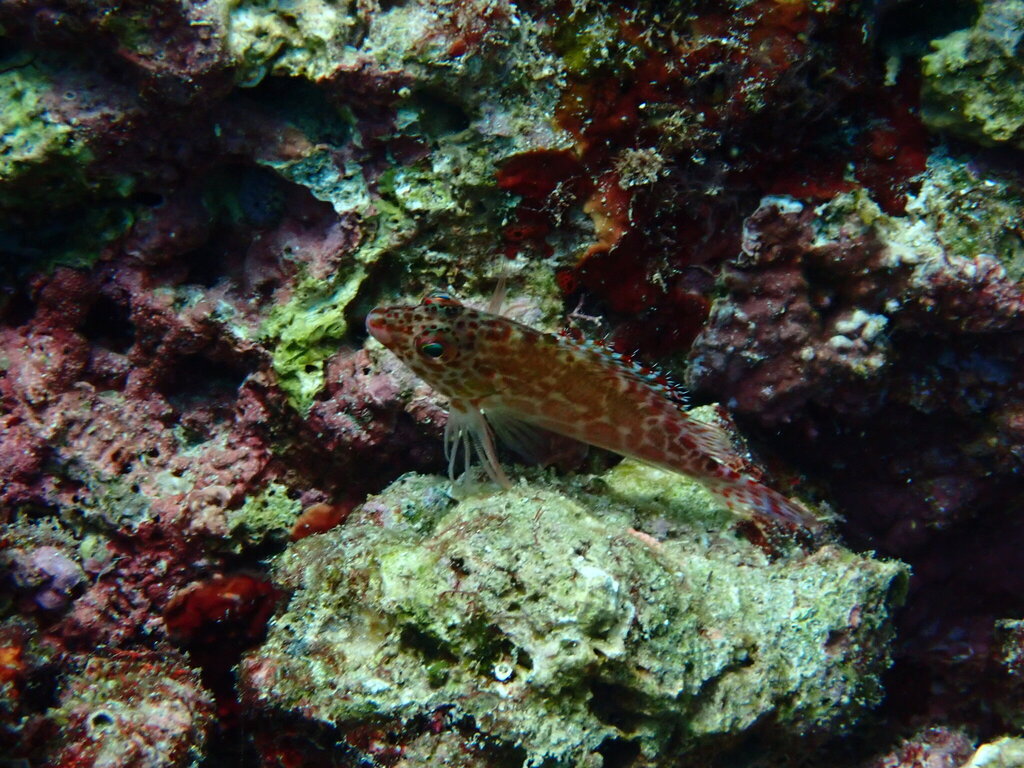 Coral hawkfish