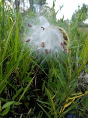 Asclepias michauxii