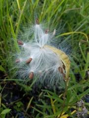 Asclepias michauxii