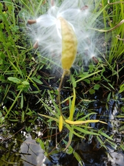 Asclepias michauxii