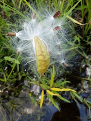 Asclepias michauxii