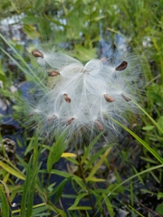 Asclepias michauxii