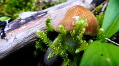 Cortinarius seidliae