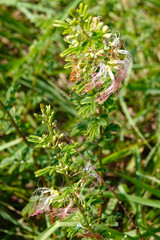 Calliandra biflora