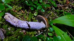 Cortinarius seidliae