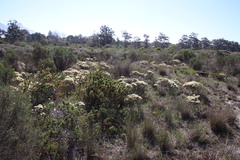 Phylica pubescens