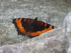 Aglais milberti viola