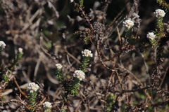 Metalasia pulchella