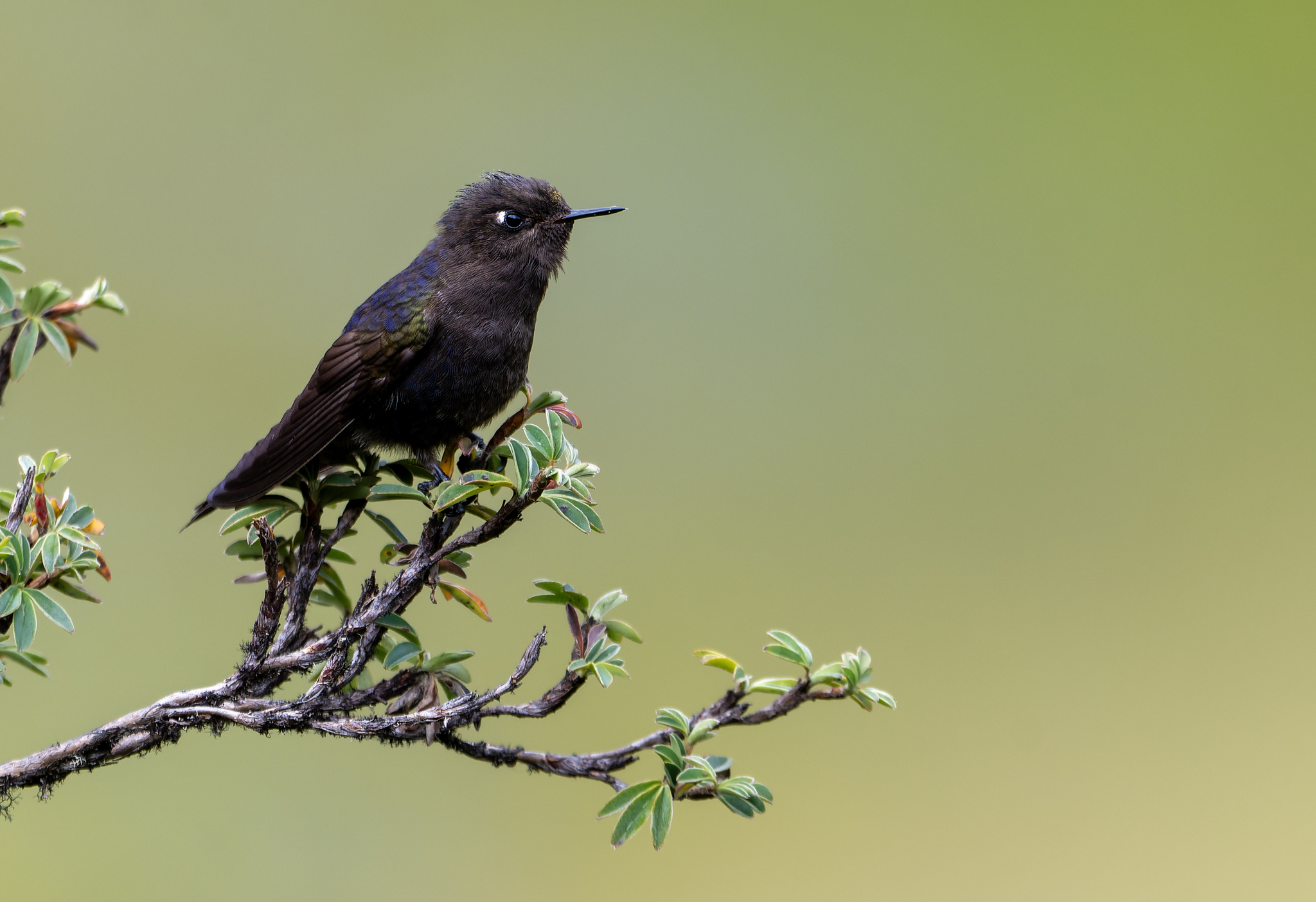 Blue-mantled Thornbill (Chalcostigma stanleyi), photo 2