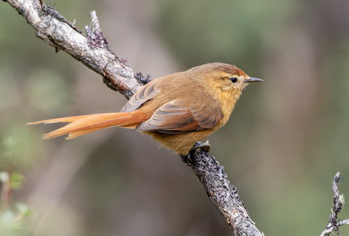 Tawny Tit-Spinetail (Sylviorthorhynchus yanacensis), photo 10