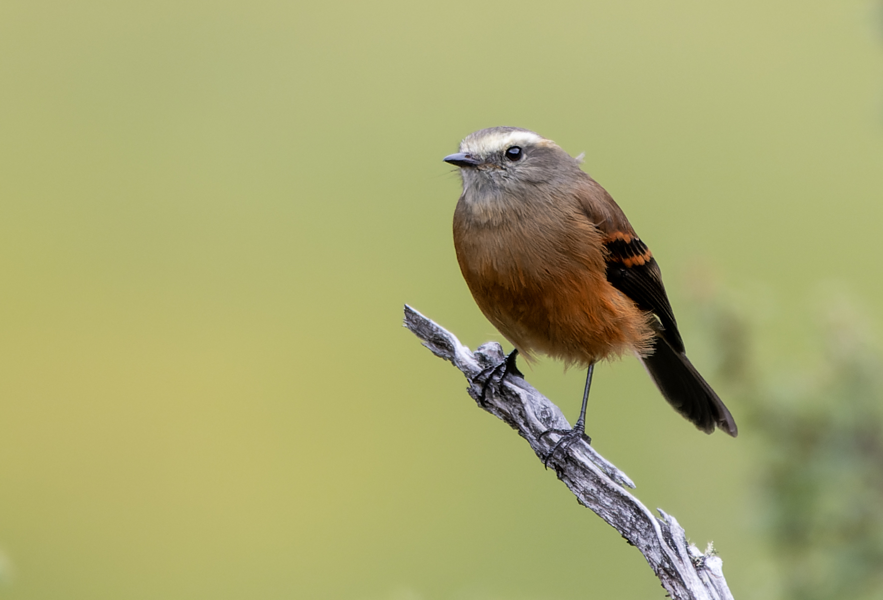 Brown-backed Chat-Tyrant (Ochthoeca fumicolor), photo 4