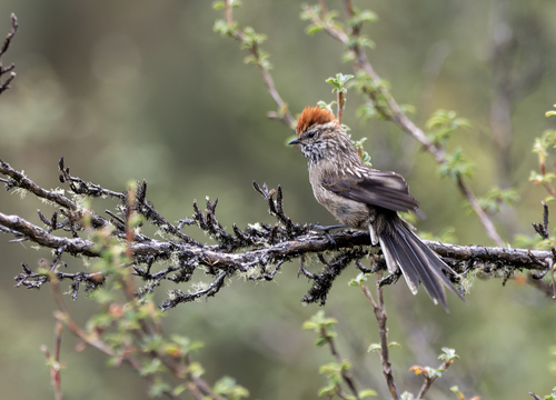 White-browed Tit-Spinetail (Leptasthenura xenothorax), photo 10