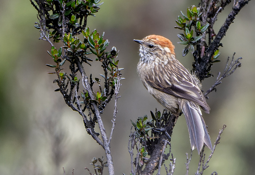 White-browed Tit-Spinetail (Leptasthenura xenothorax), photo 7