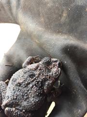 Incilius coccifer