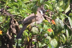 Pycnonotus leucogenys