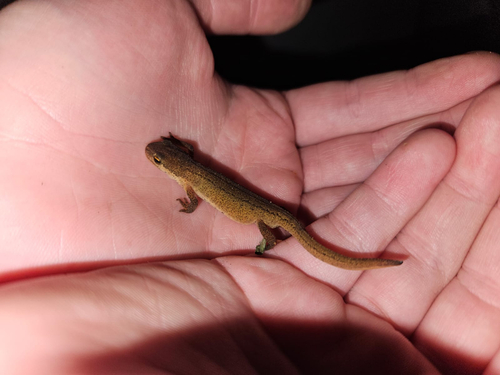 Palmate Newt, Algeciras, photo 10 of 10