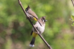 Pycnonotus leucogenys