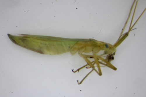 Three-spined Grass Bug photo 4
