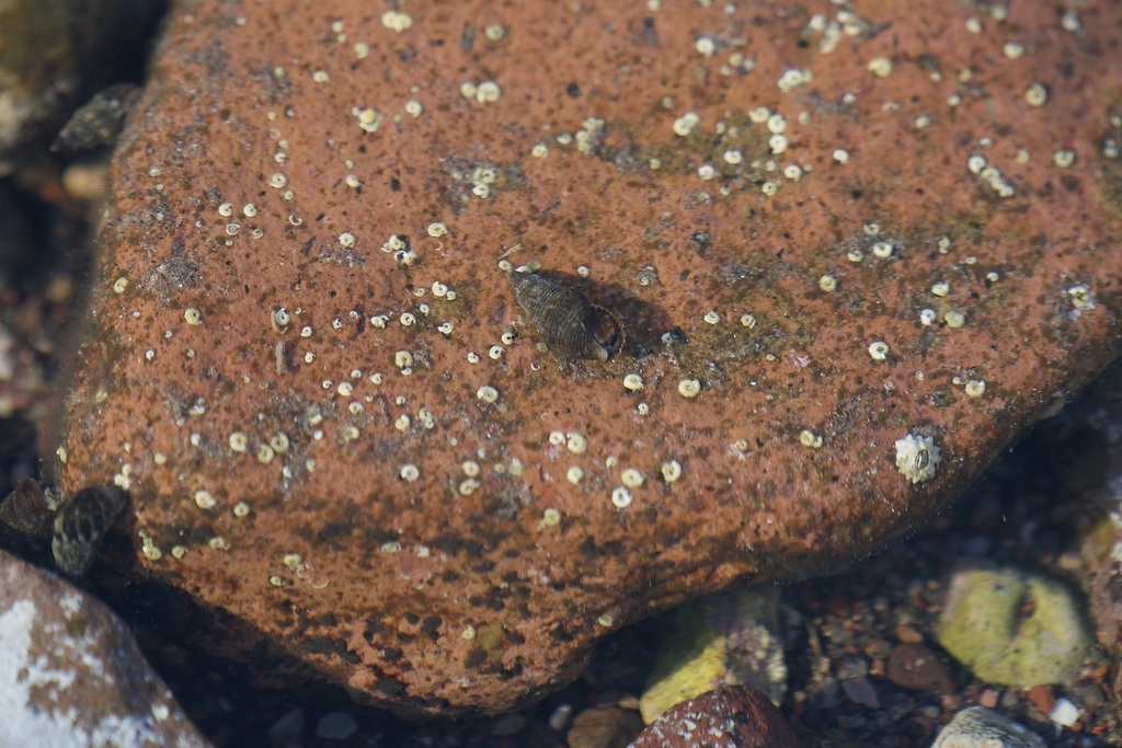 Liocerithium judithae