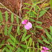 Tephrosia pedicellata - Photo (c) Marco Schmidt, algunos derechos reservados (CC BY-NC-SA)